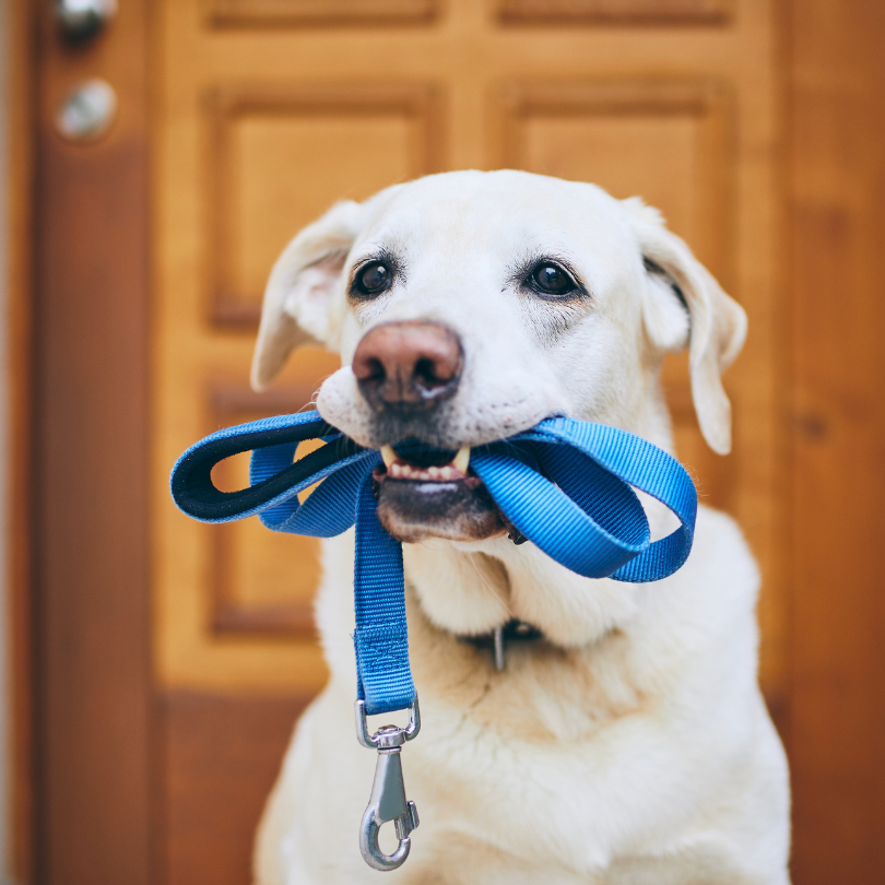 Accessoires de Promenade