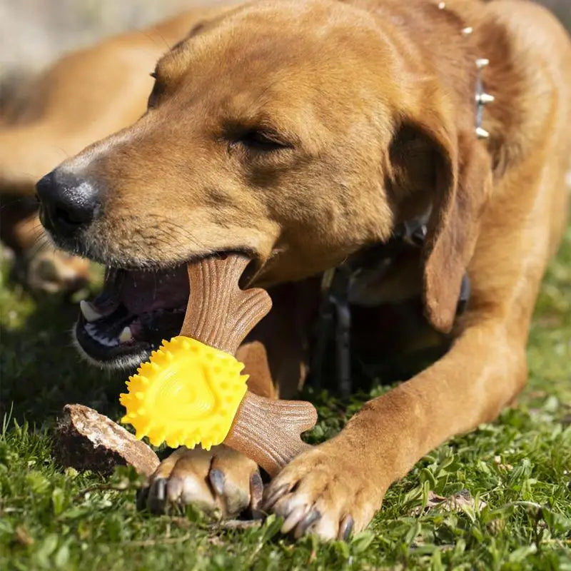 Jouets de brosse à dents en forme de bois pour chiens.